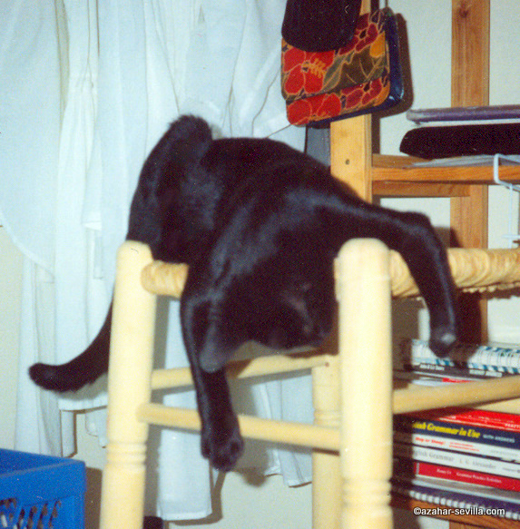 caturday march 16 2024