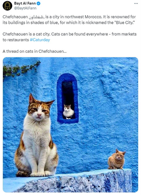 caturday march 23 2024