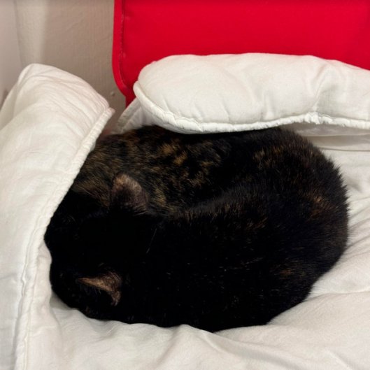 caturday march 30 2024