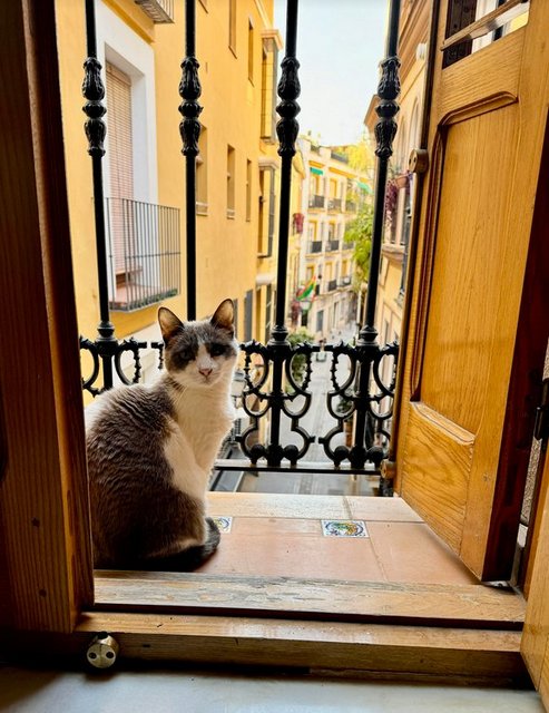 caturday april 20 2024