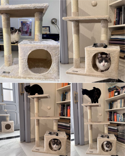 caturday april 27 2024 (2)