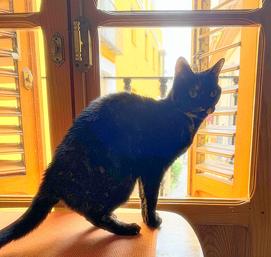 caturday april 6 2024