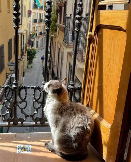 caturday may 11 2024