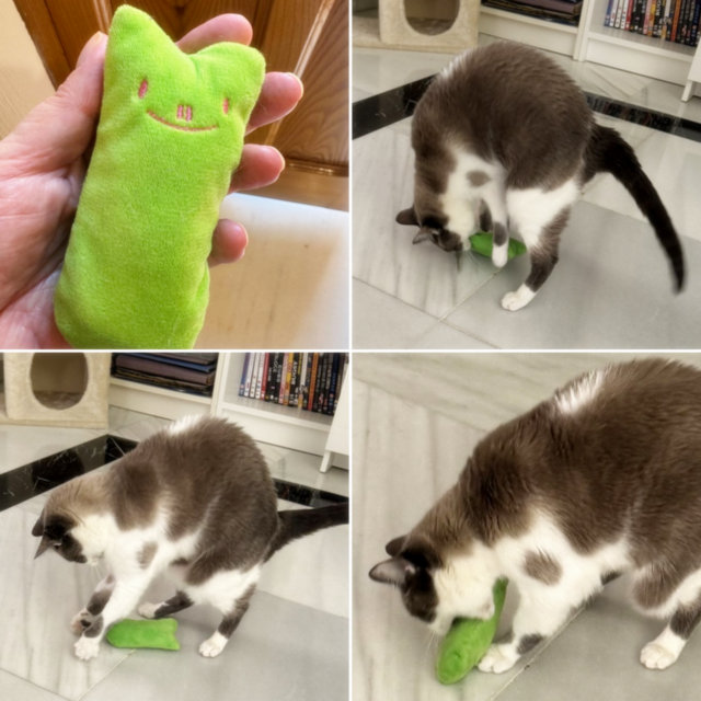 caturday may 18 2024