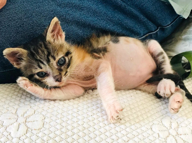 caturday june 8 2024