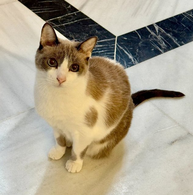 caturday july 13 2024