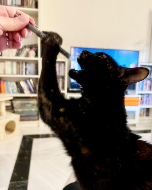 caturday july 27 2024