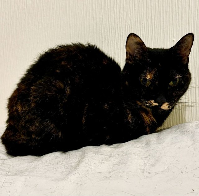 caturday july 6 2024