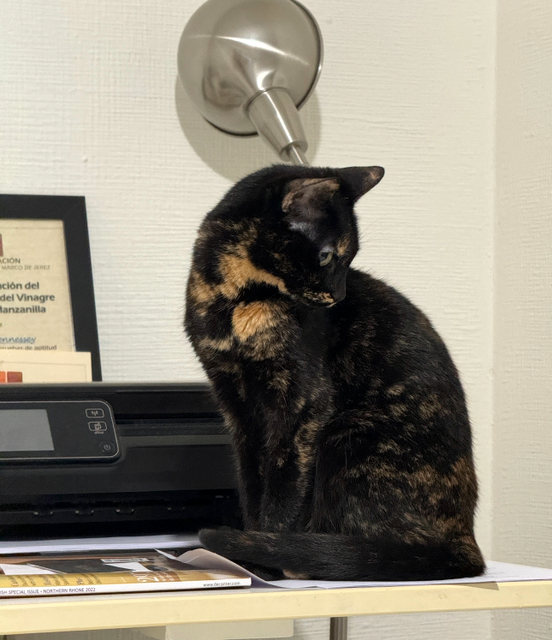 caturday august 18 2024