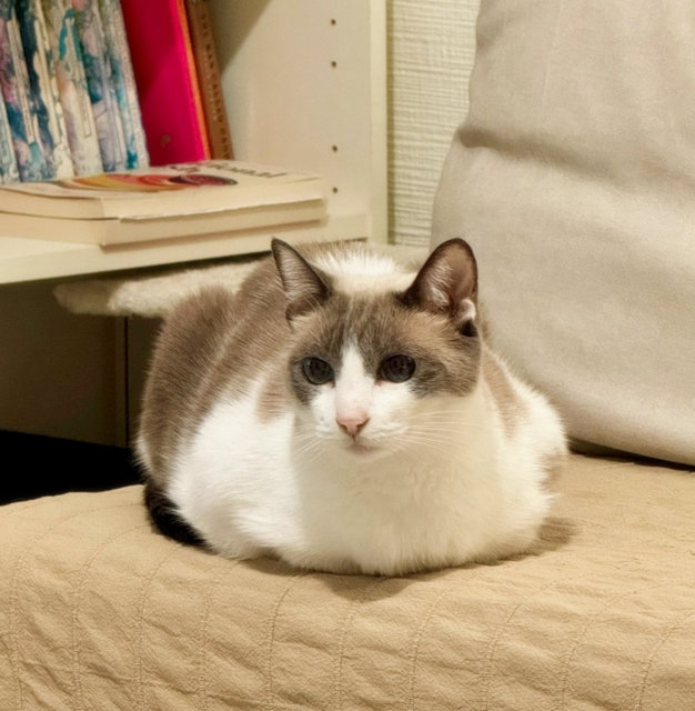 caturday august 24 2024