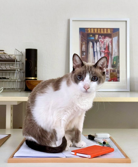 caturday august 3 2024