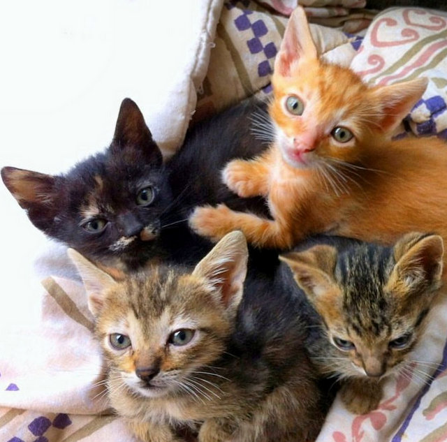 caturday august 31 2024