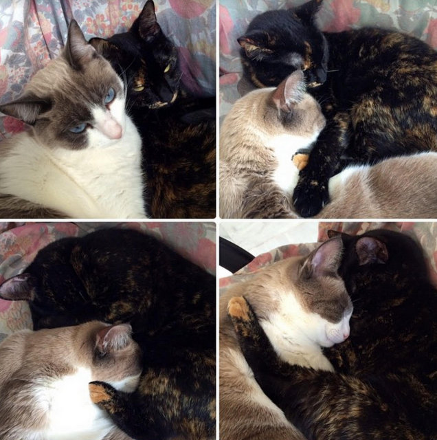 caturday sept 14 2024