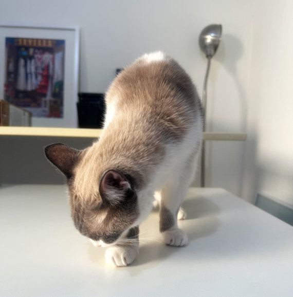 caturday sept 21 2024