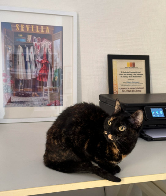 caturday sept 7 2024