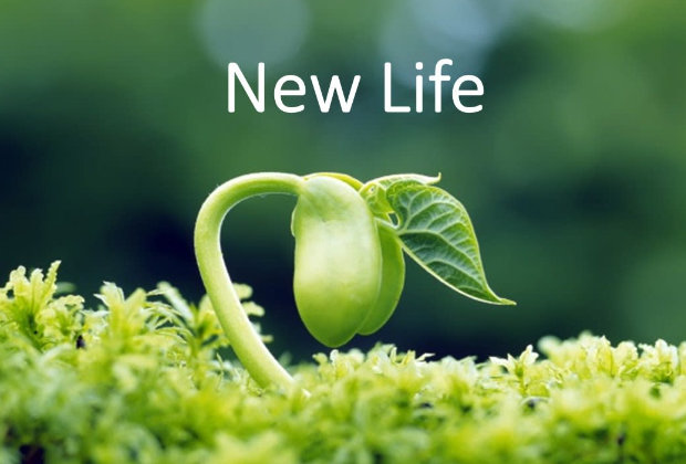new life