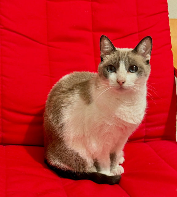 caturday oct 26 2024