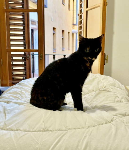 caturday october 12 2024