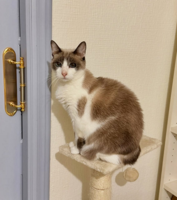 caturday nov 23 2024