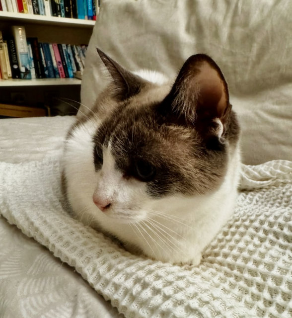 caturday dec 21 2024